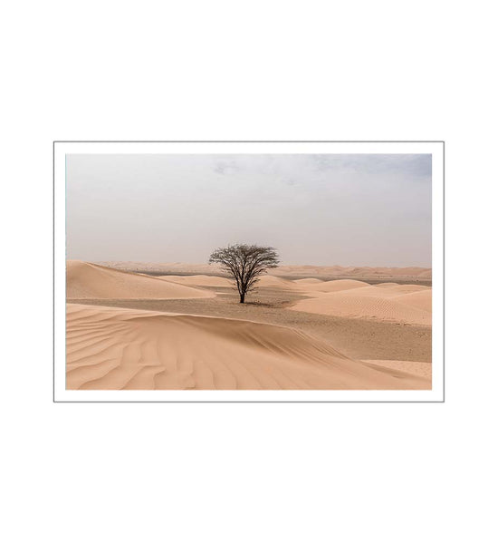 Tree in the Sahara Desert