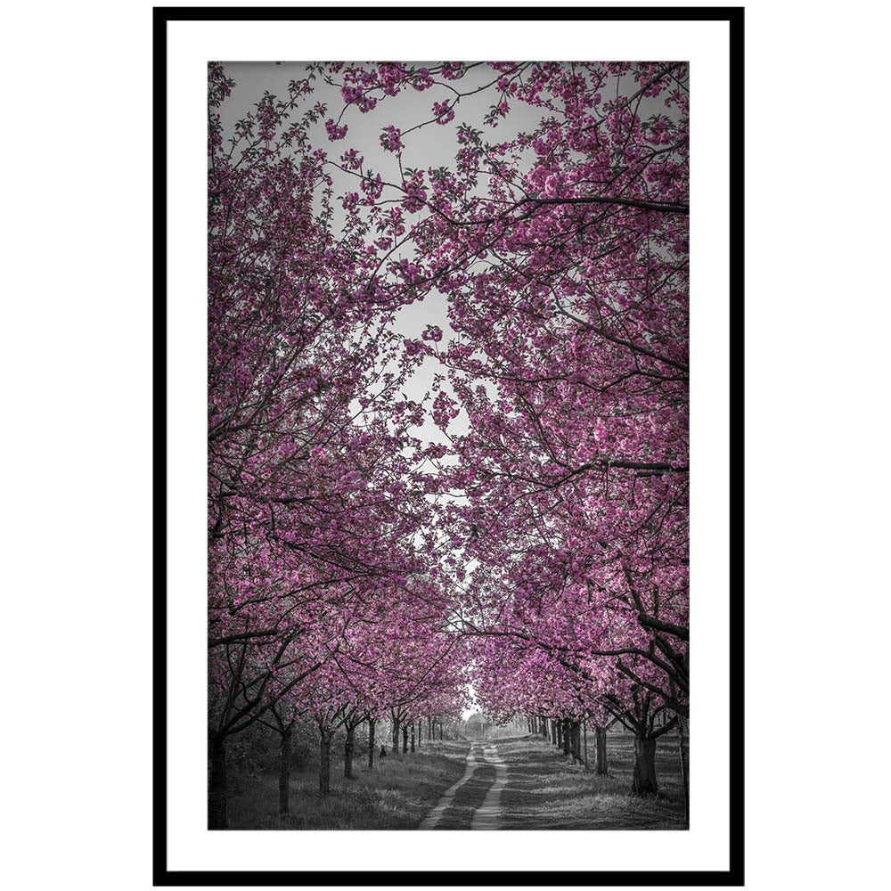 Amazing Cherry Blossom Alley in Pink