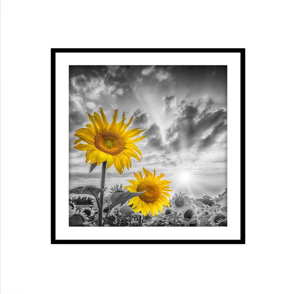 Focus on two sunflowers