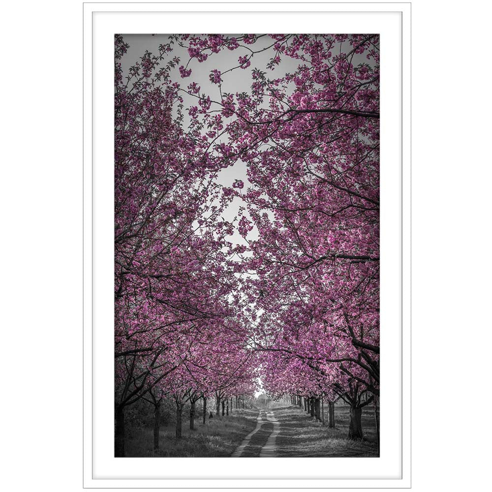 Amazing Cherry Blossom Alley in Pink