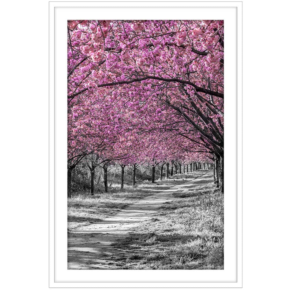 Gorgeous cherry blossom alley in pink