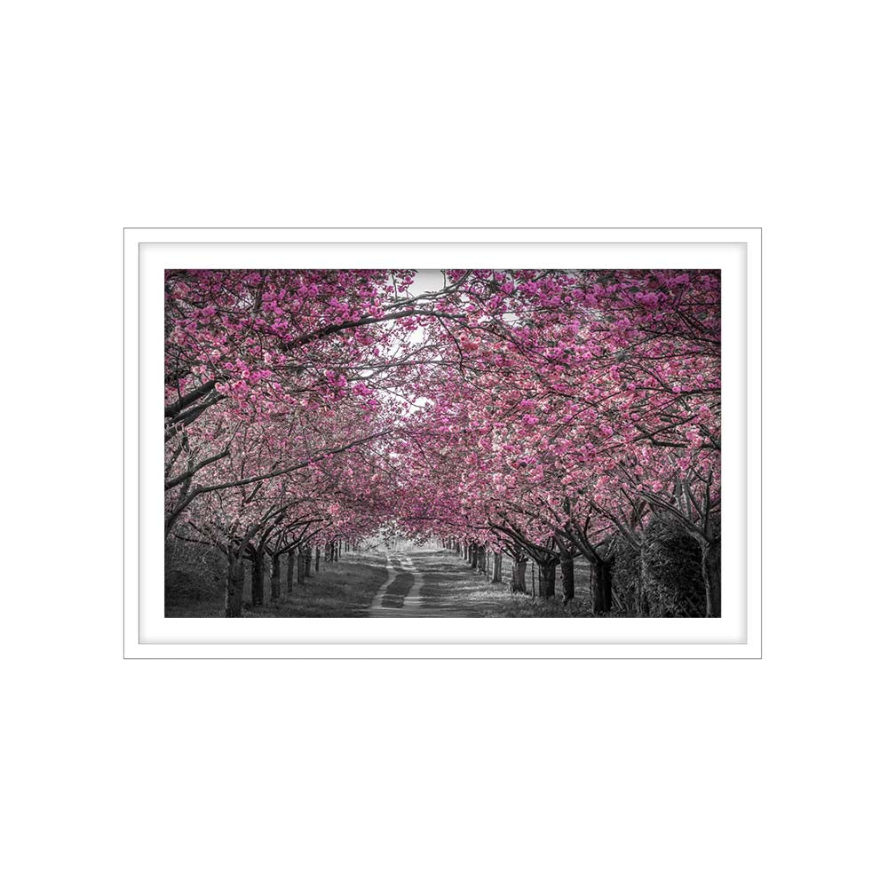Lovely cherry blossom alley in pink