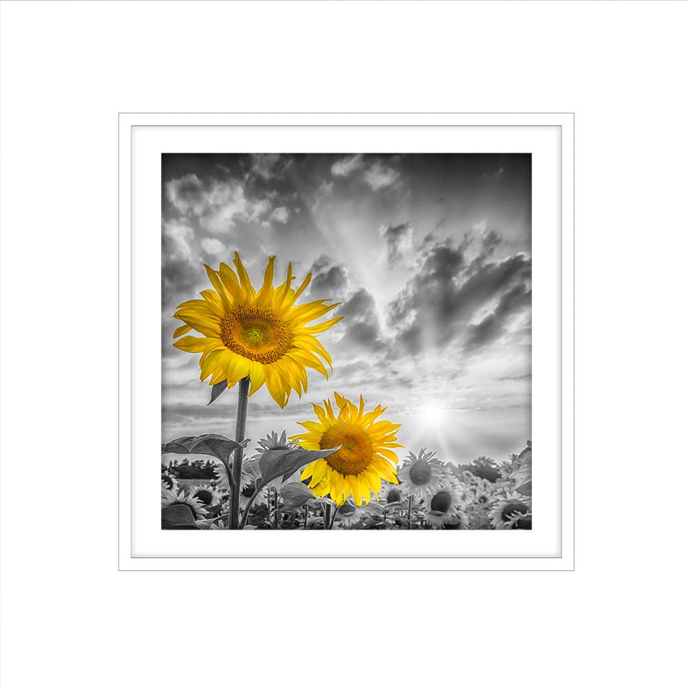 Focus on two sunflowers
