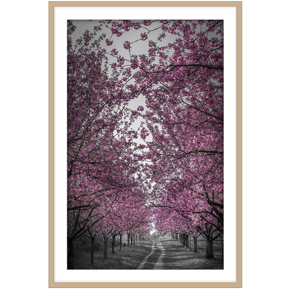 Amazing Cherry Blossom Alley in Pink