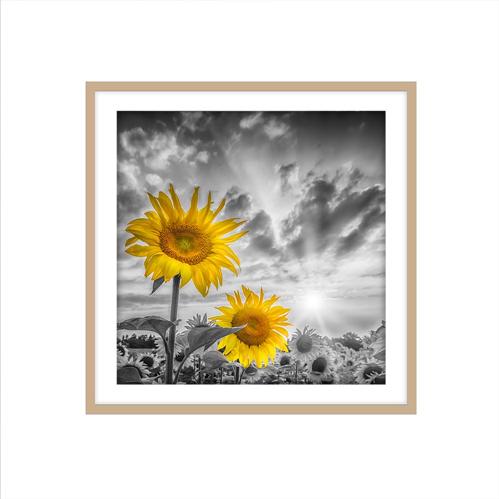 Focus on two sunflowers