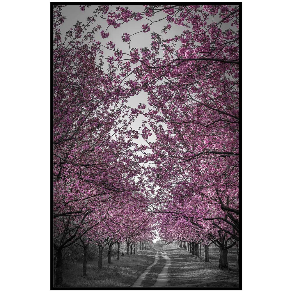 Amazing Cherry Blossom Alley in Pink