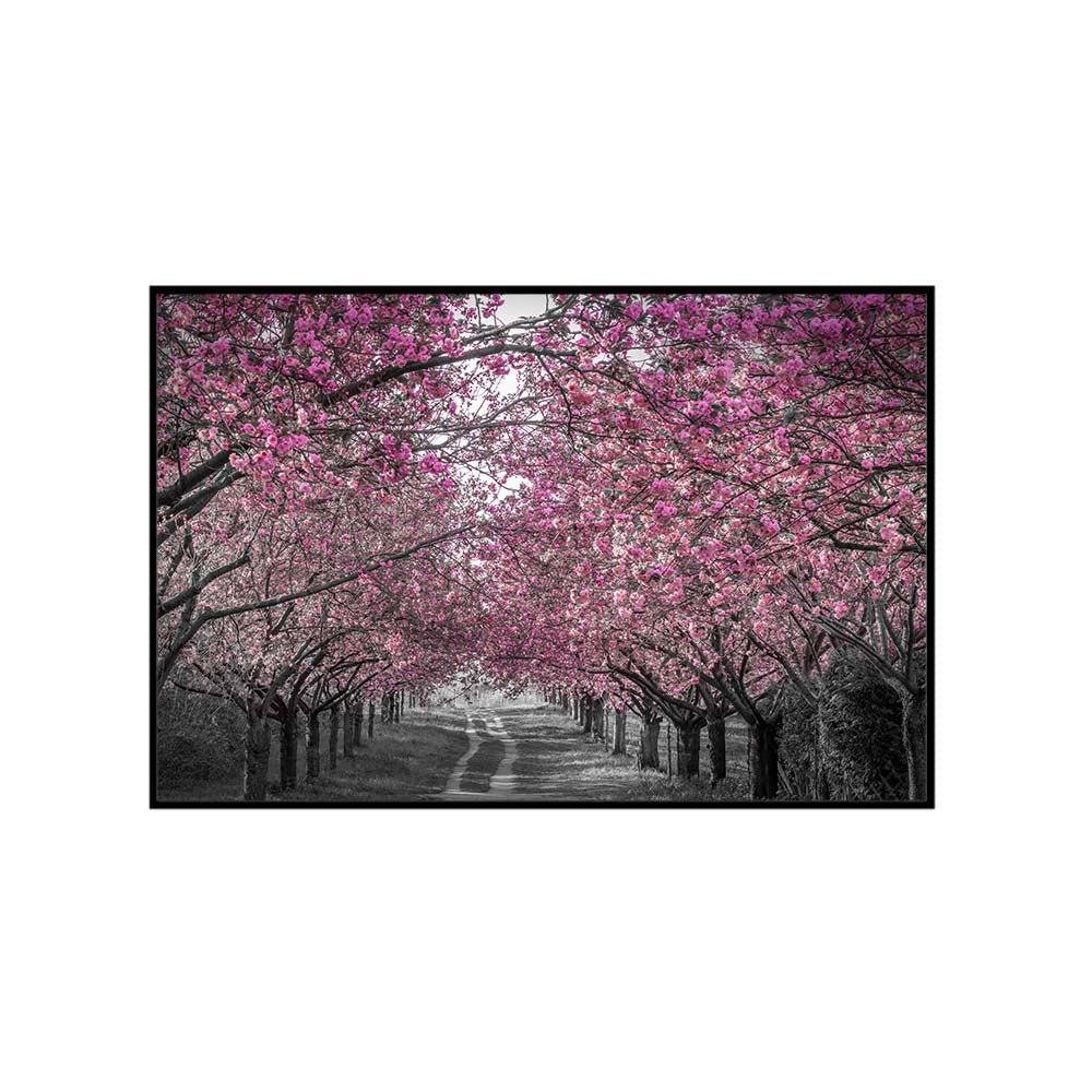Lovely cherry blossom alley in pink