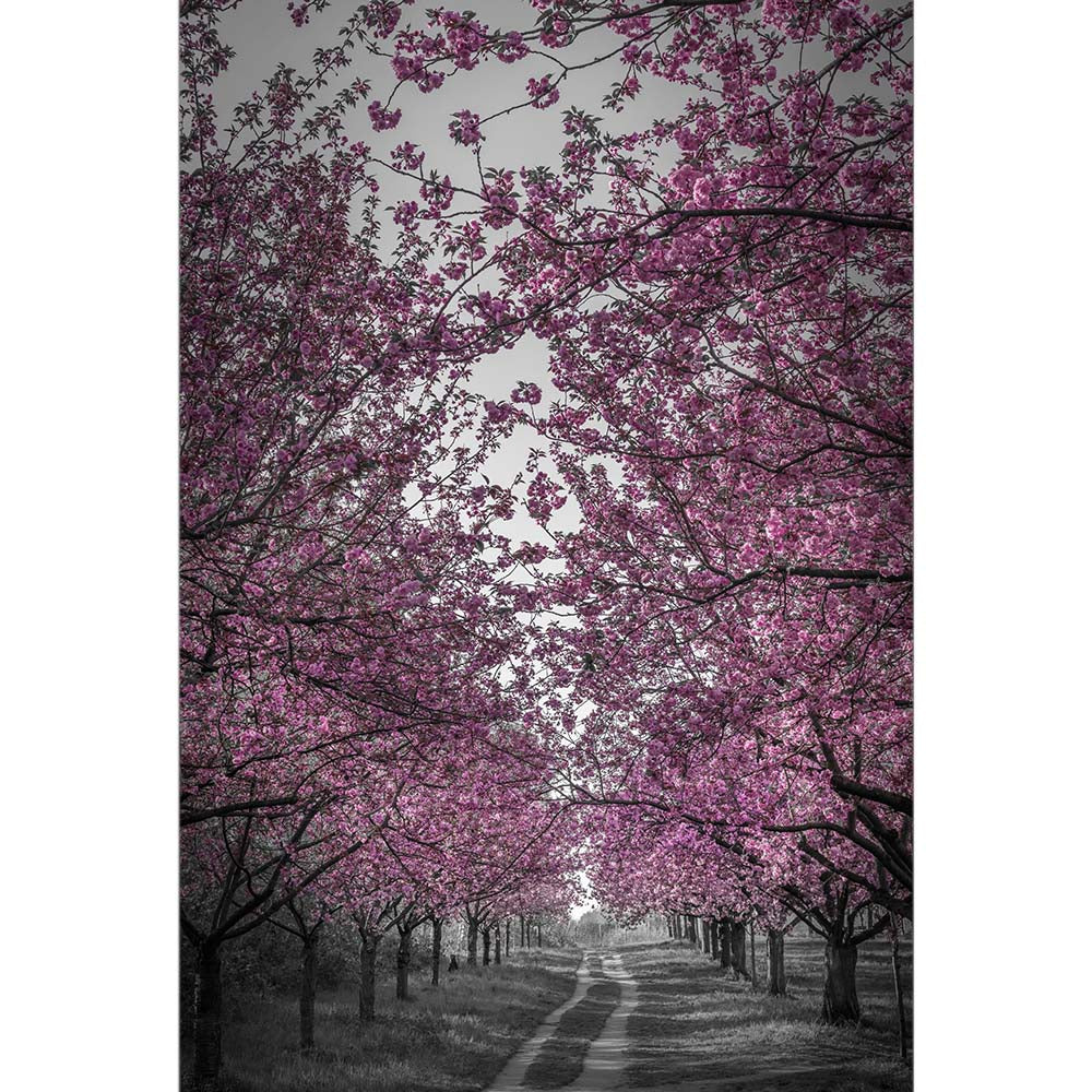 Amazing Cherry Blossom Alley in Pink
