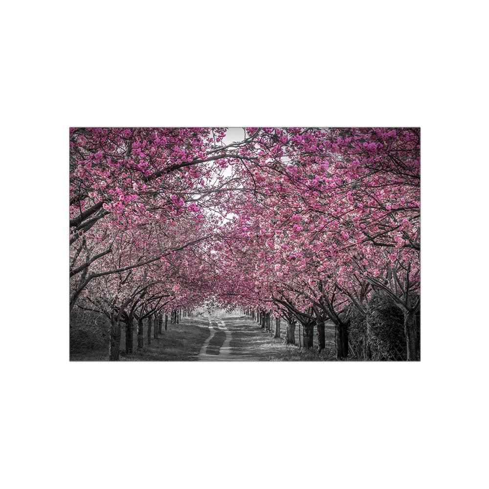 Lovely cherry blossom alley in pink