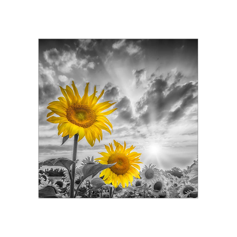 Focus on two sunflowers