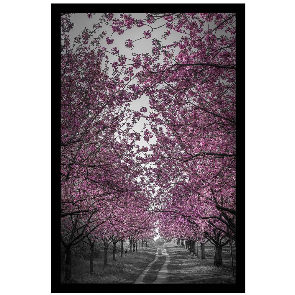 Amazing Cherry Blossom Alley in Pink