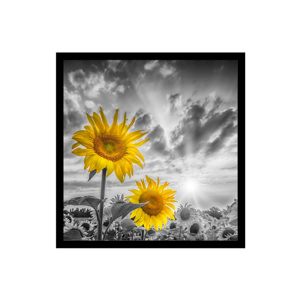 Focus on two sunflowers