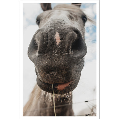 Horse Close-Up