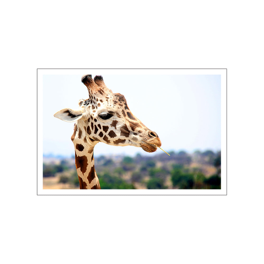 Munching Giraffe