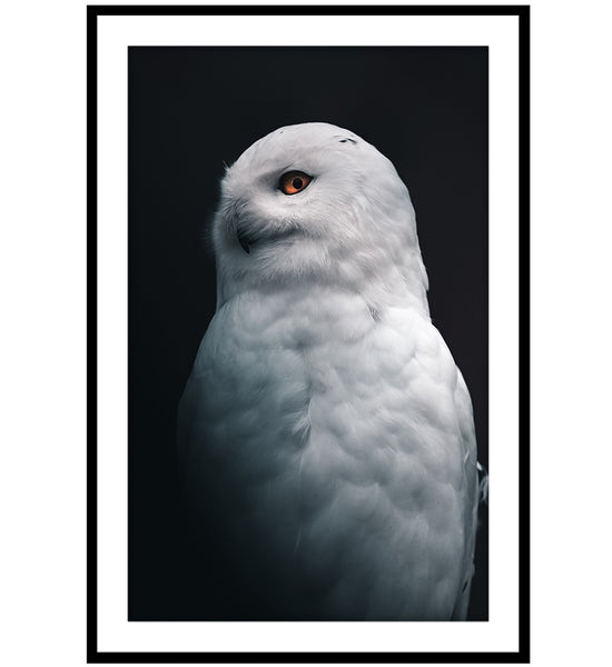 White Owl