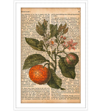 Vintage Book Art - Orange Tree