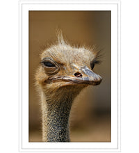 Skeptical Ostrich