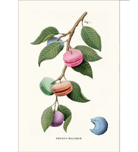 Macaron Plant