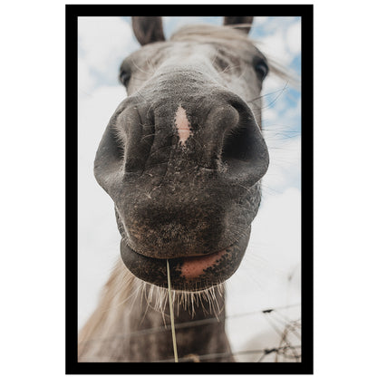 Horse Close-Up