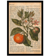 Vintage Book Art - Orange Tree